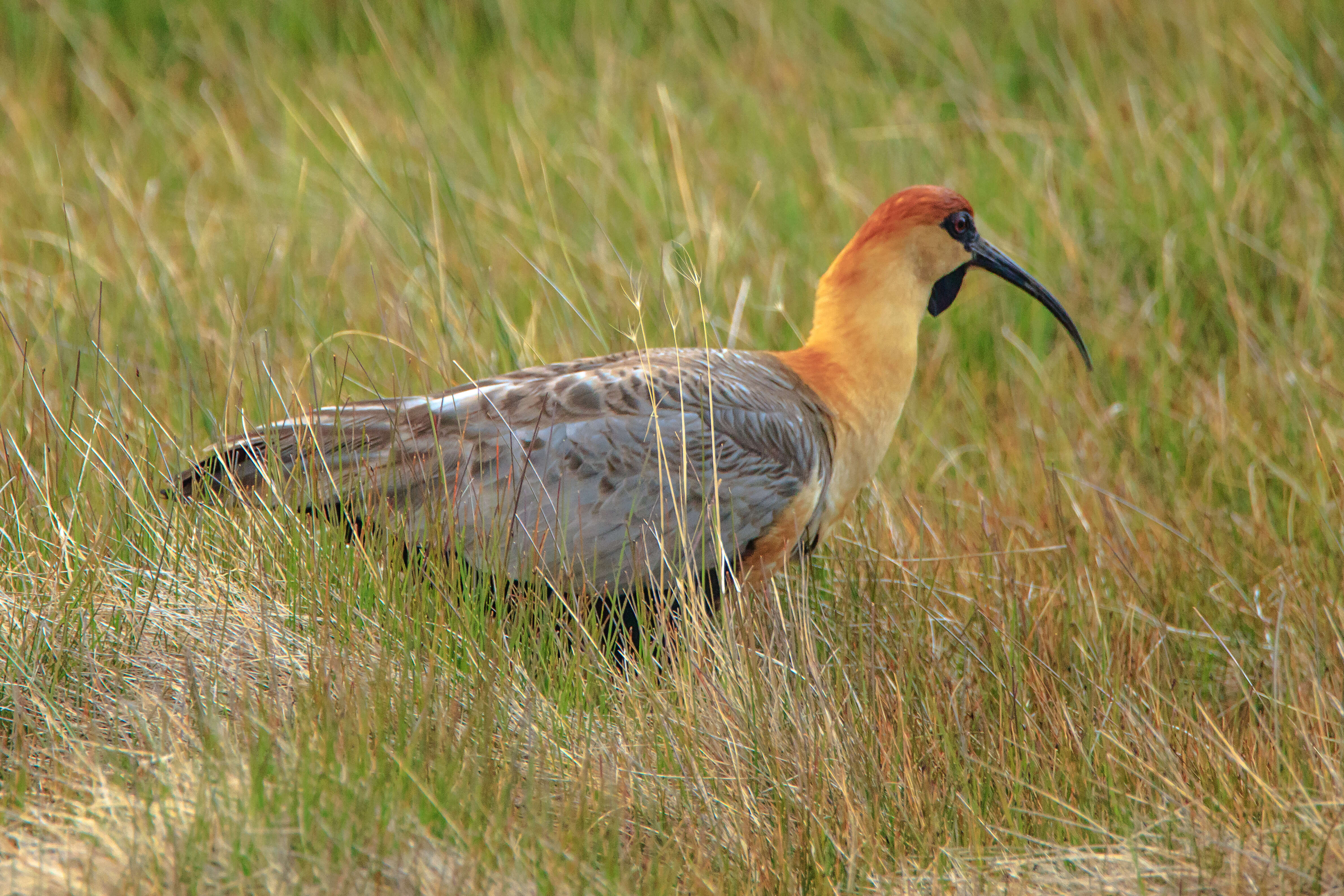 Image of Black-faced Ibis