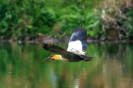 Image of Black-faced Ibis