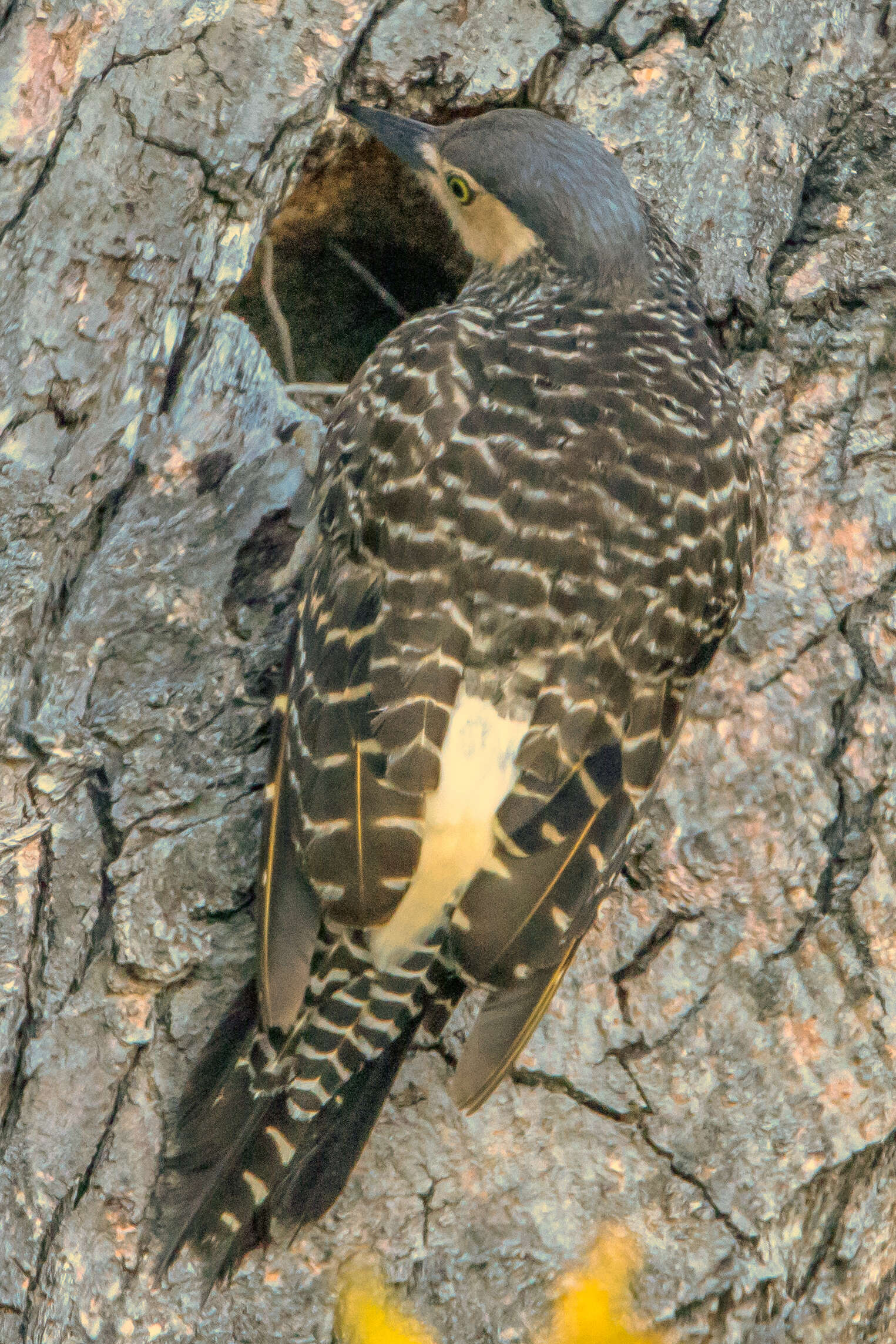 Image of Chilean Flicker