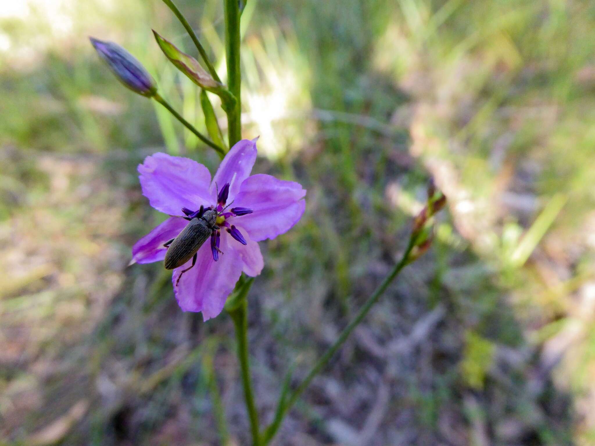 Image of Dichopogon