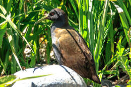 Image of Plumbeous Rail