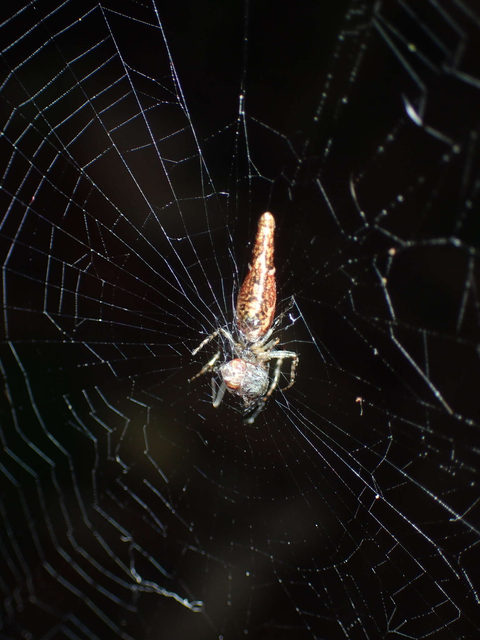 Image of Cyclosa cylindrata Yin, Zhu & Wang 1995