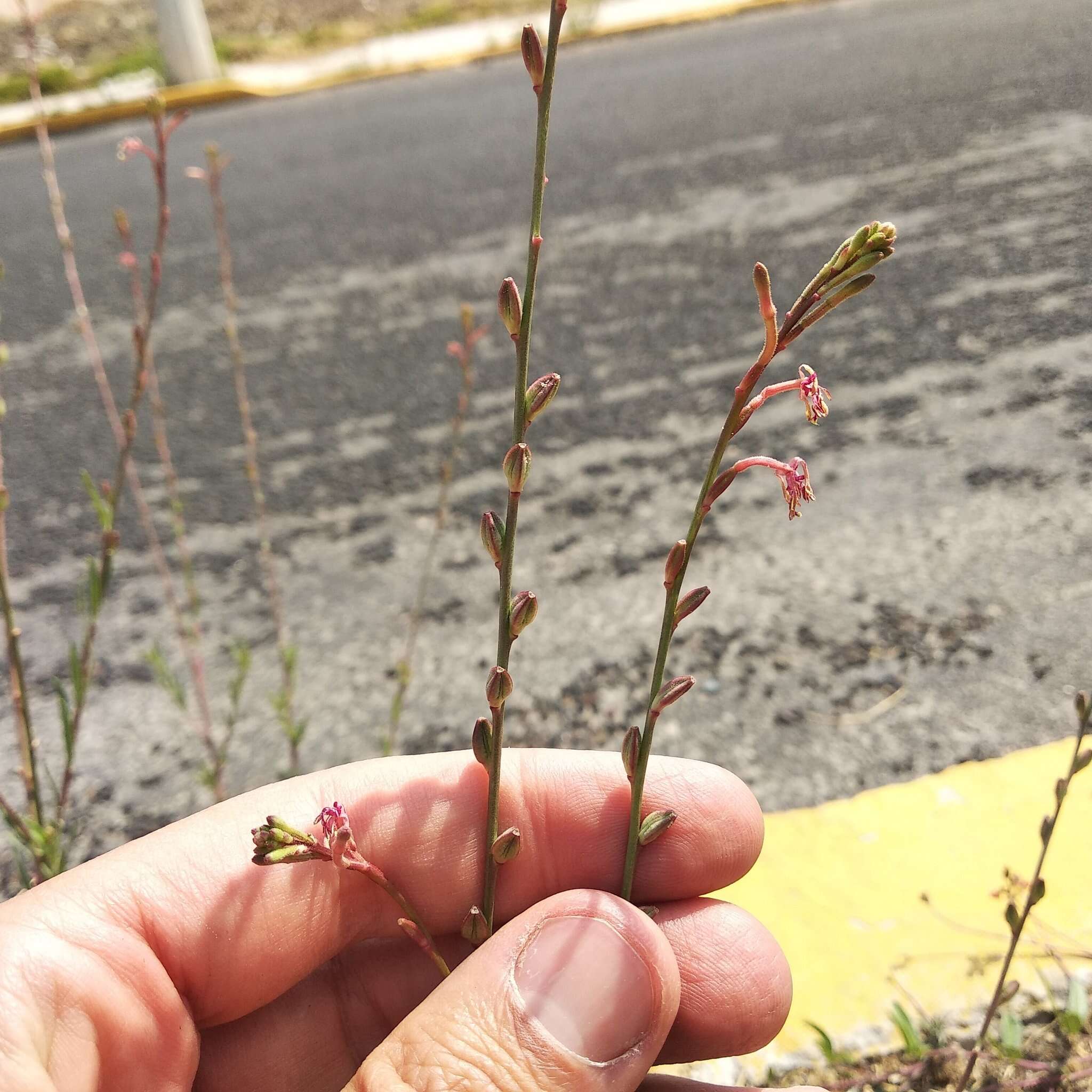 Image de Oenothera hexandra (Sesse & Moc. ex Ortega) W. L. Wagner & Hoch