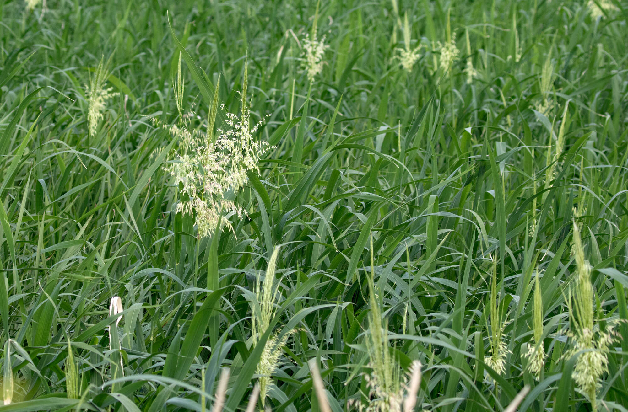 Image of Indian rice