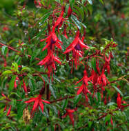 Fuchsia magellanica Lam. resmi