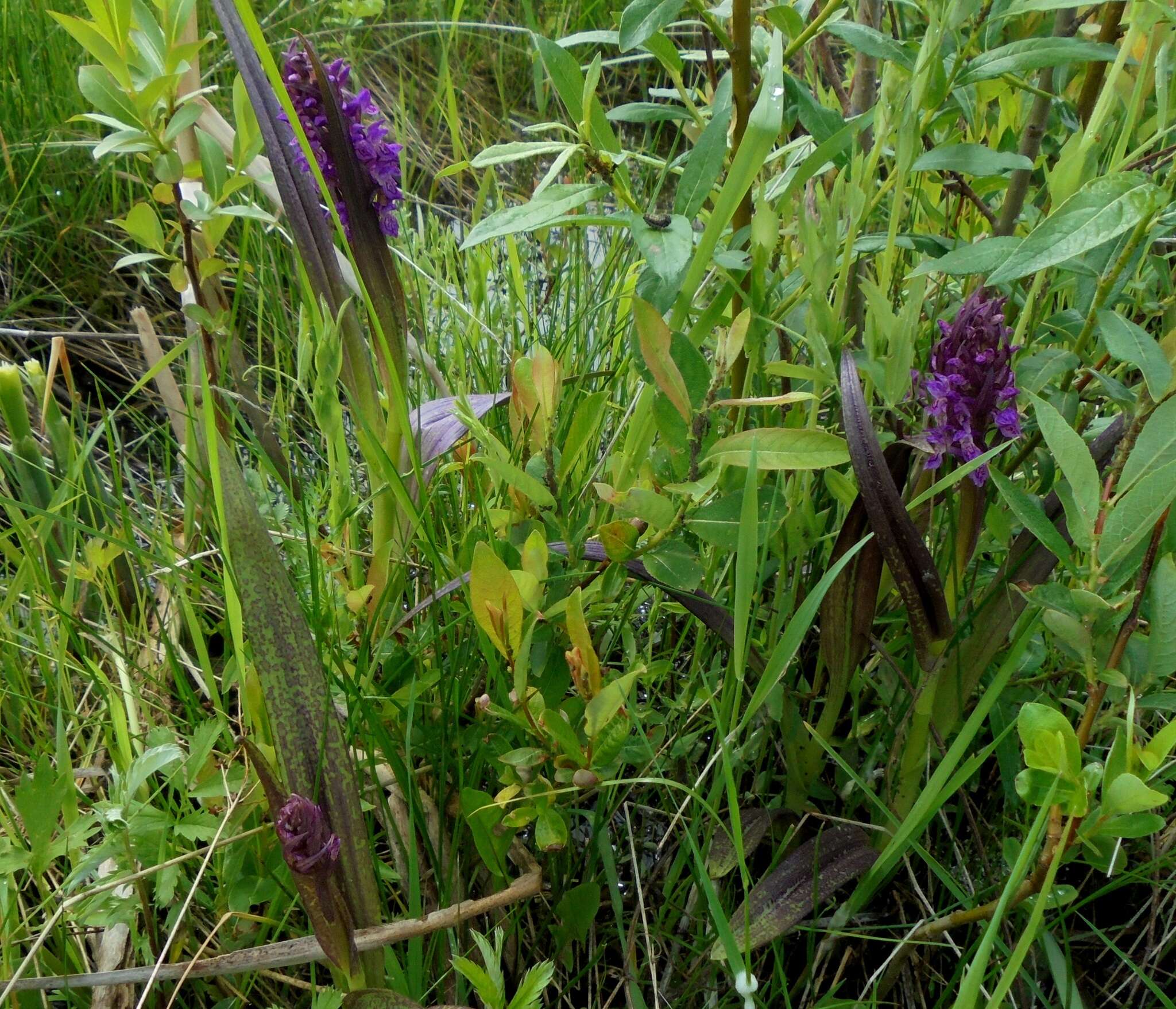 Image of Dactylorhiza incarnata subsp. cruenta (O. F. Müll.) P. D. Sell