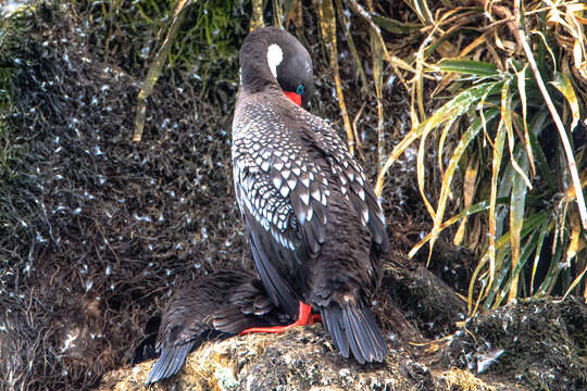 Plancia ëd Phalacrocorax gaimardi (Garnot 1828)