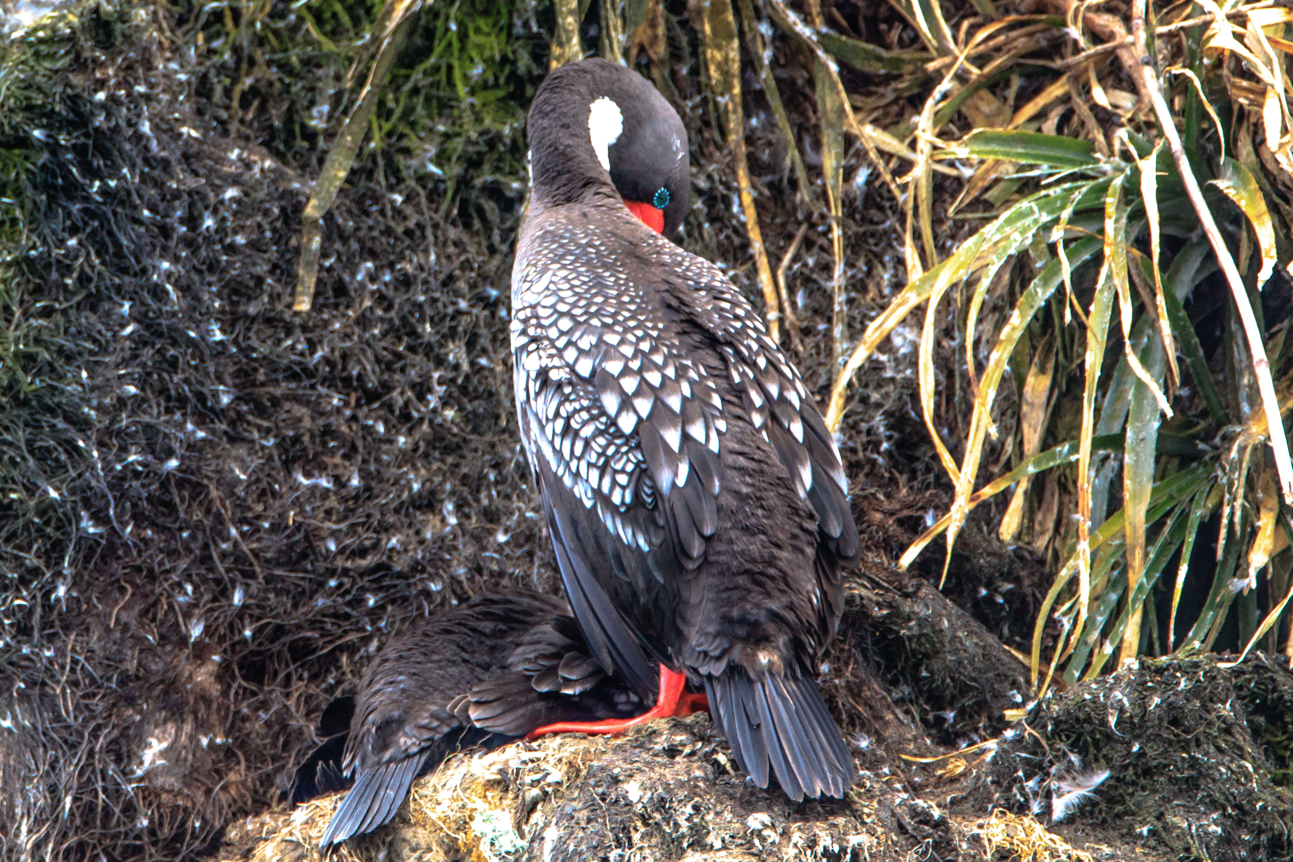 Plancia ëd Phalacrocorax gaimardi (Garnot 1828)