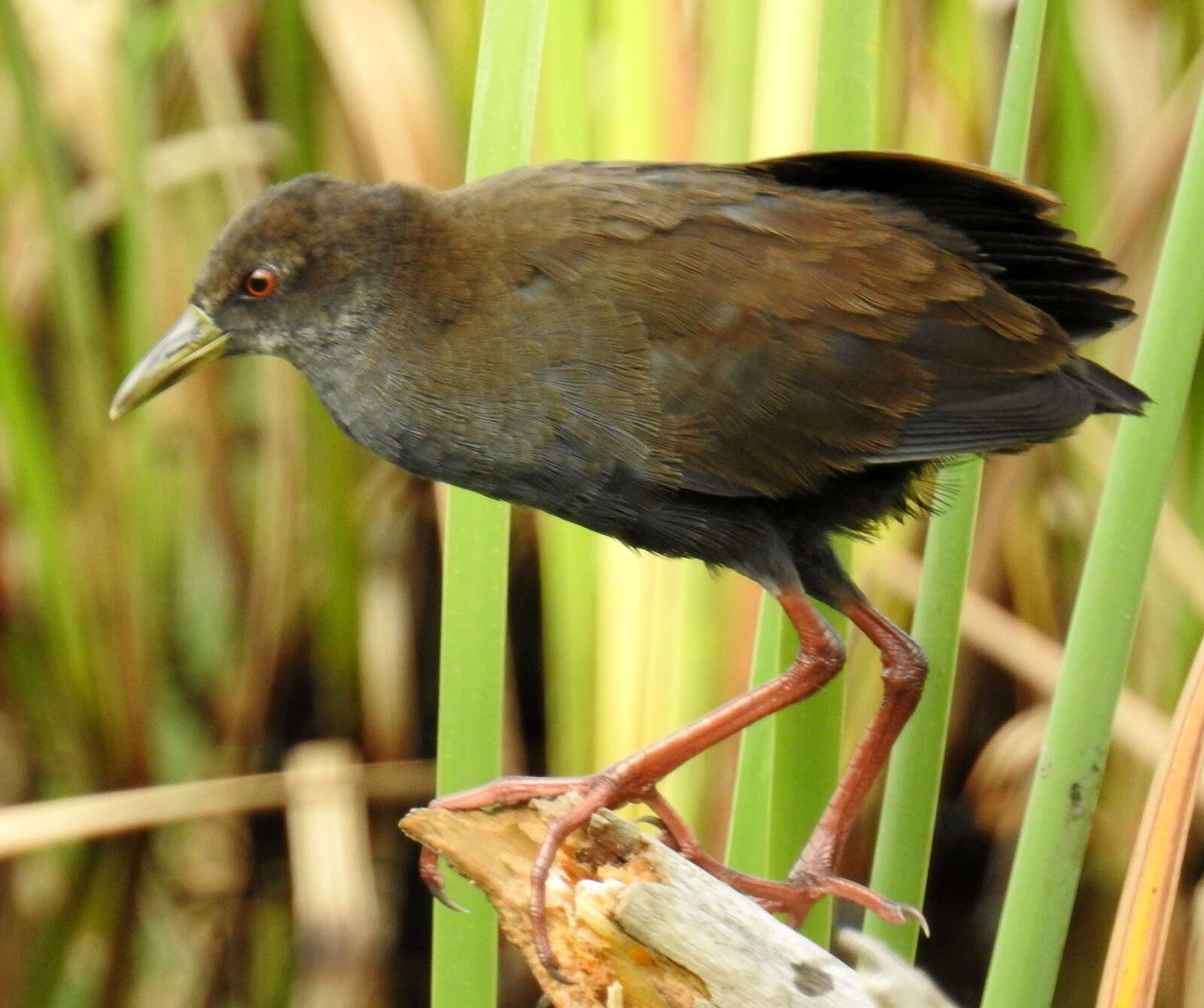 Image of Black Crake