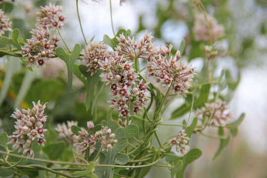 Imagem de Cynanchum acutum subsp. sibiricum (Willd.) K. H. Rechinger