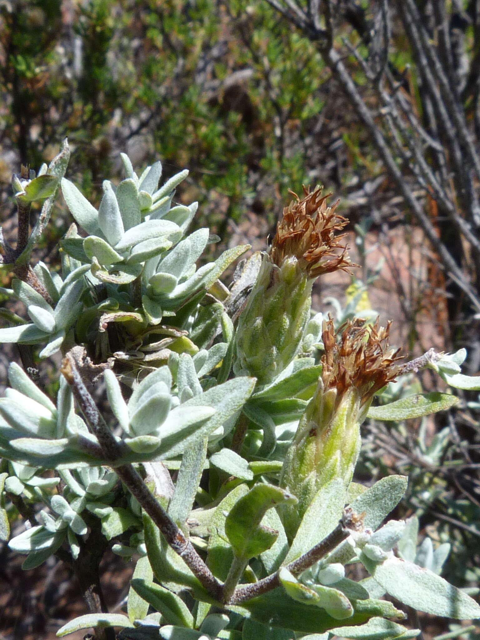 Image of Pteronia ovalifolia DC.