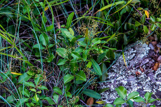 Image of Searsia acocksii (Moffett) Moffett