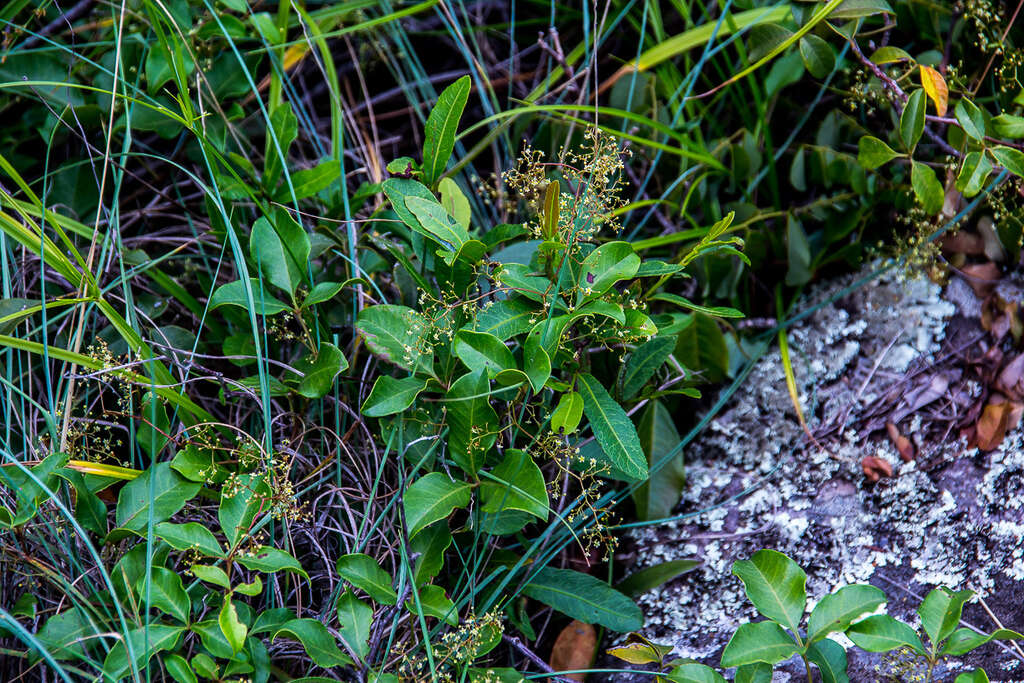 Image of Searsia acocksii (Moffett) Moffett