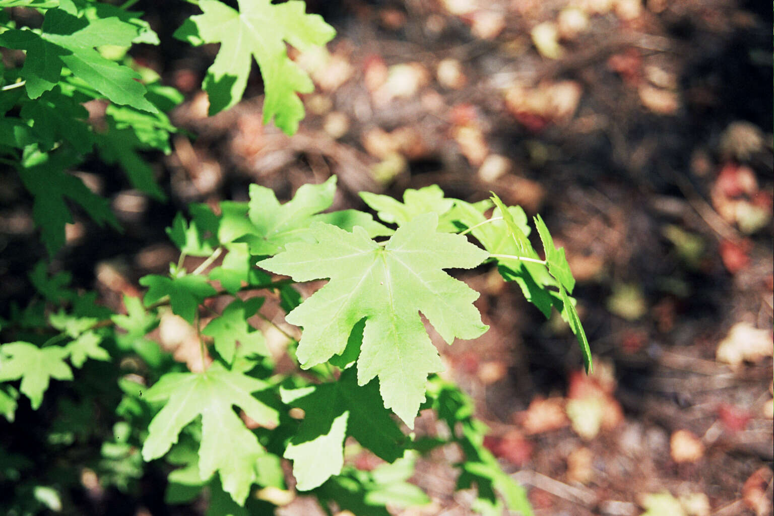 Image of Oriental Sweetgum