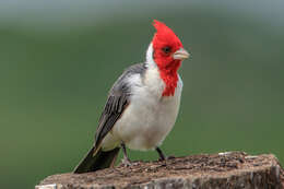 Image of Red-crested Cardinal