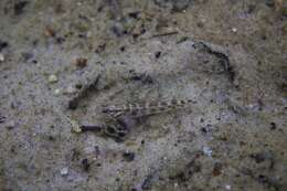 Image of Clown goby