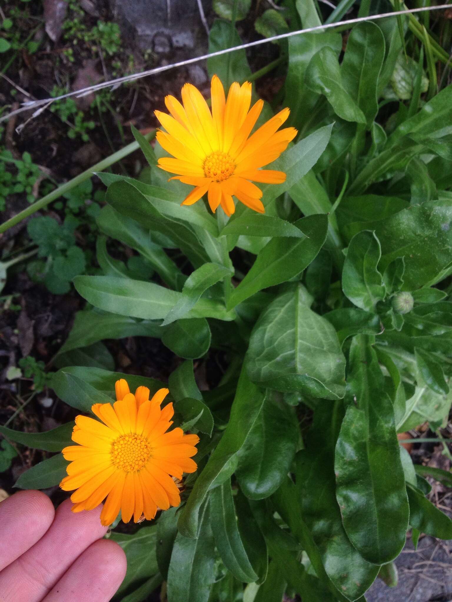 Image of pot marigold