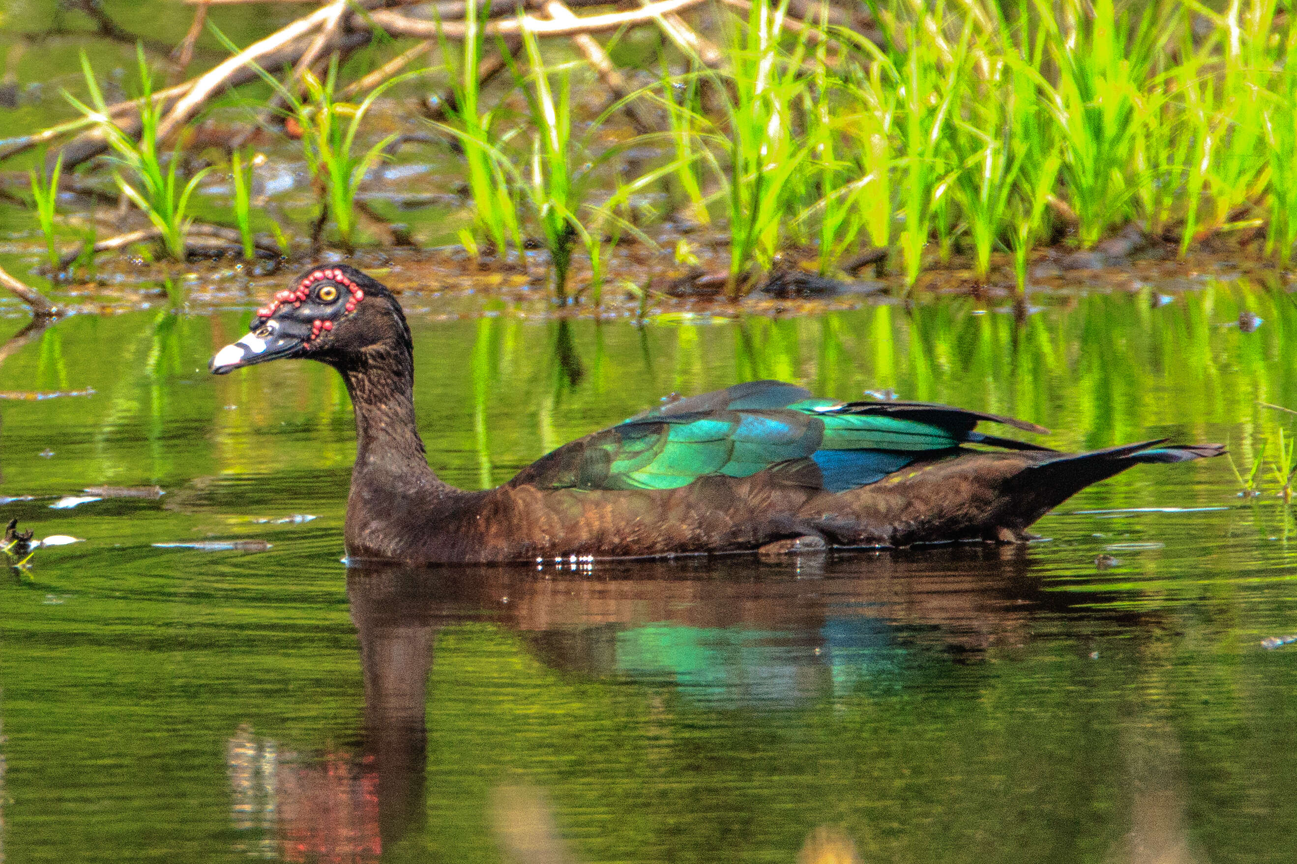 Image of Cairina Fleming & J 1822