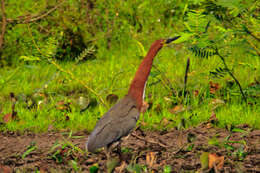 Image of Rufescent Tiger Heron