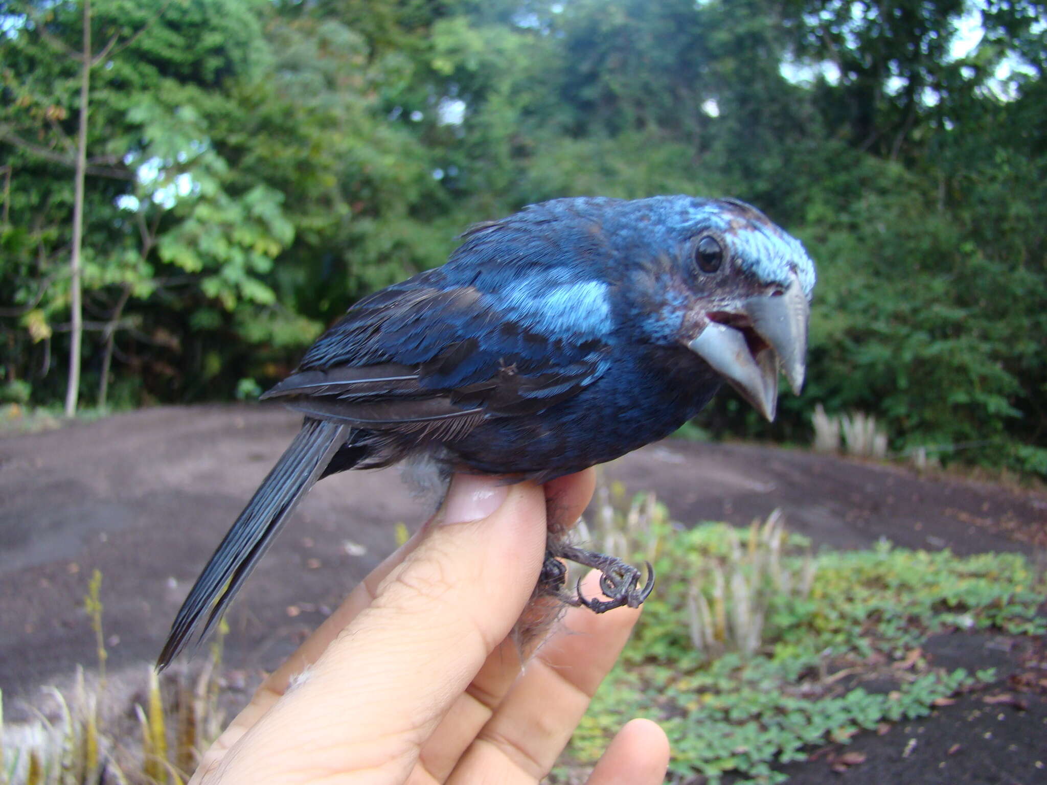 Image of Amazonian Grosbeak