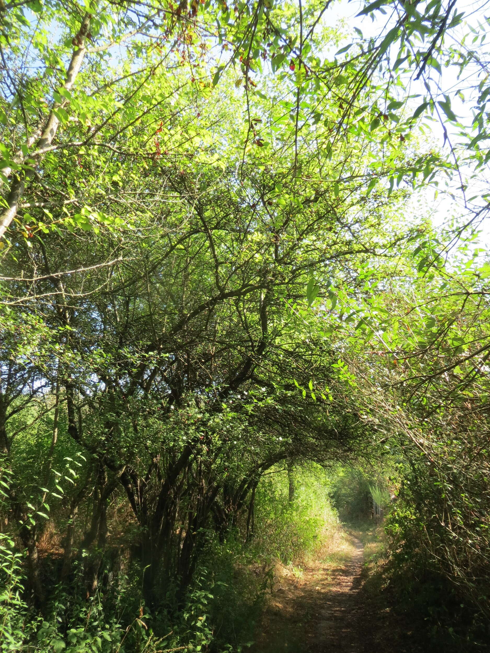 Image of Cherry Plum