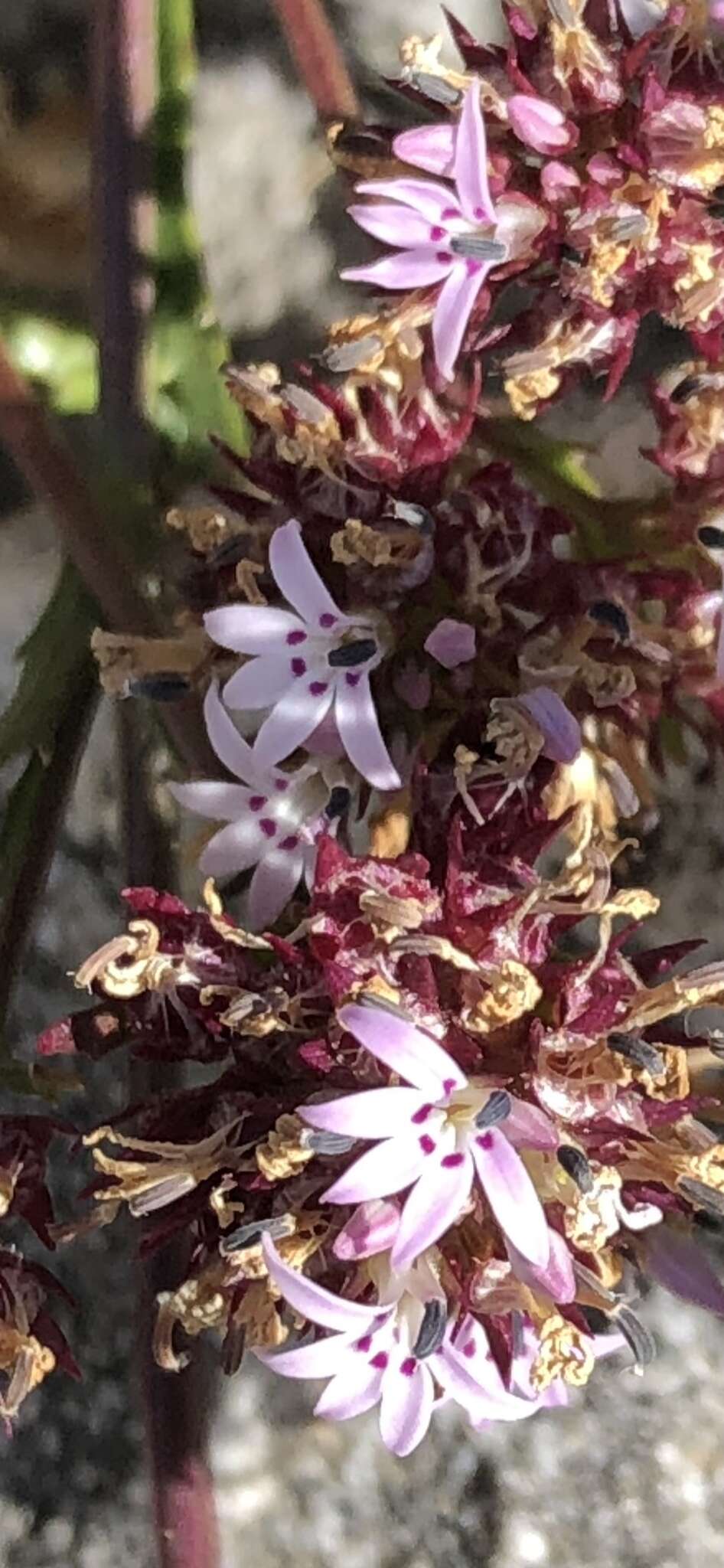 Image of Lobelia jasionoides var. jasionoides