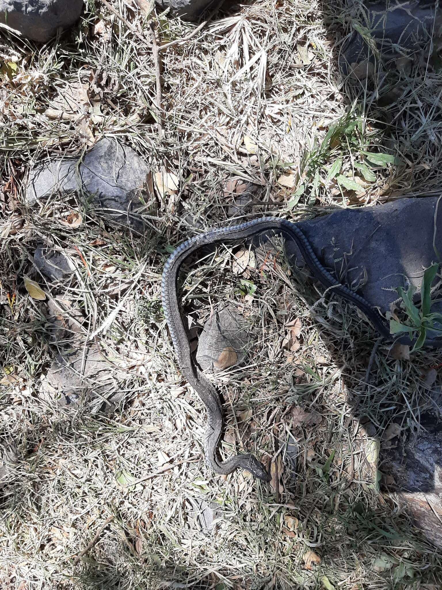 Image of Blackbelly Garter Snake