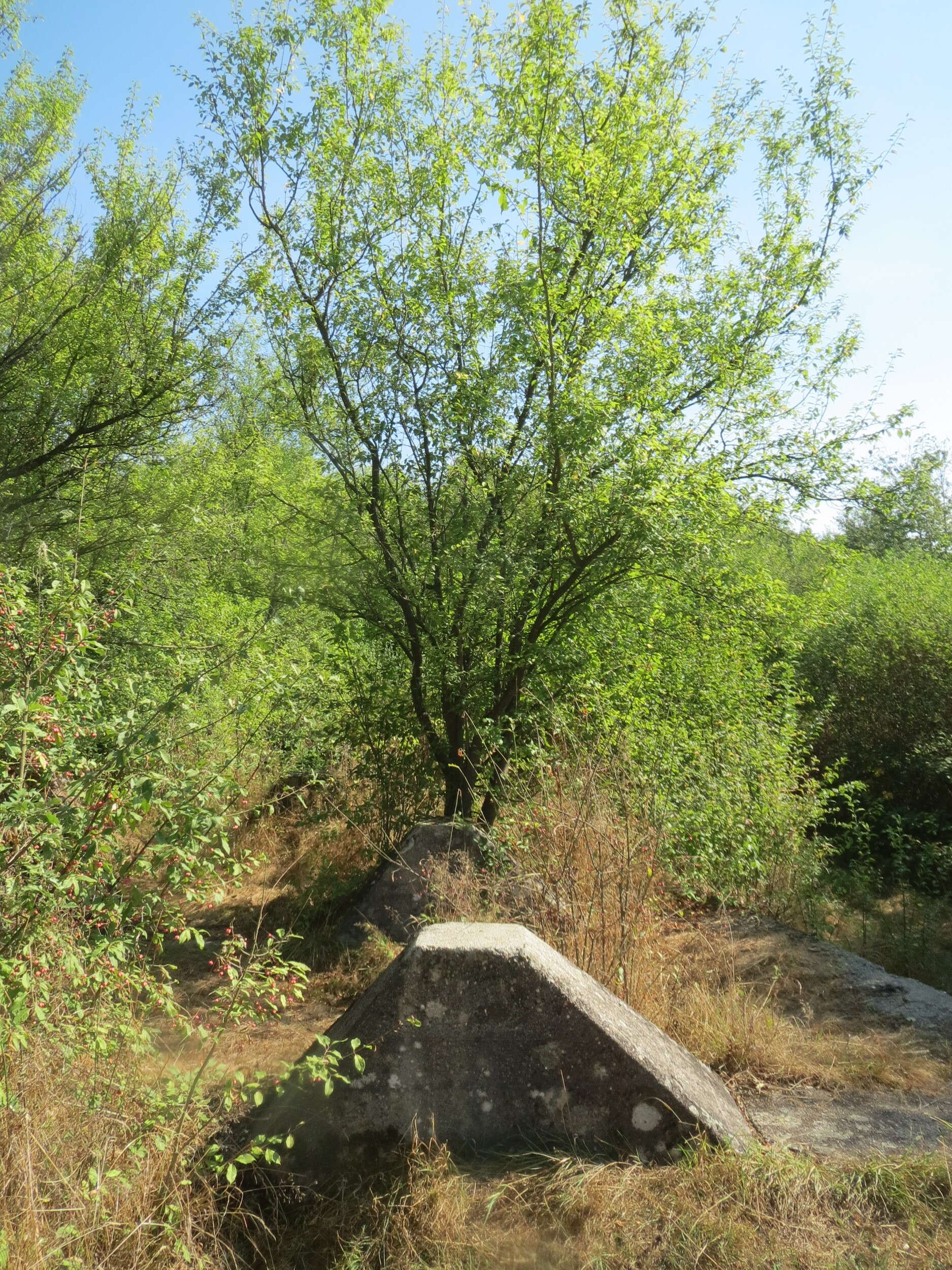 Image of Cherry Plum