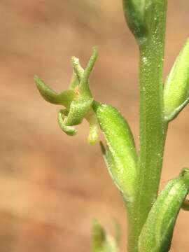 Sivun Platanthera colemanii (Rand. Morgan & Glic.) R. M. Bateman kuva