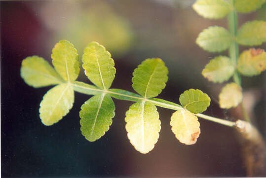 Image of Bursera glabrifolia (Kunth) Engl.