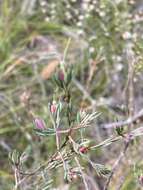 Image of Darwinia biflora (Cheel) B. G. Briggs