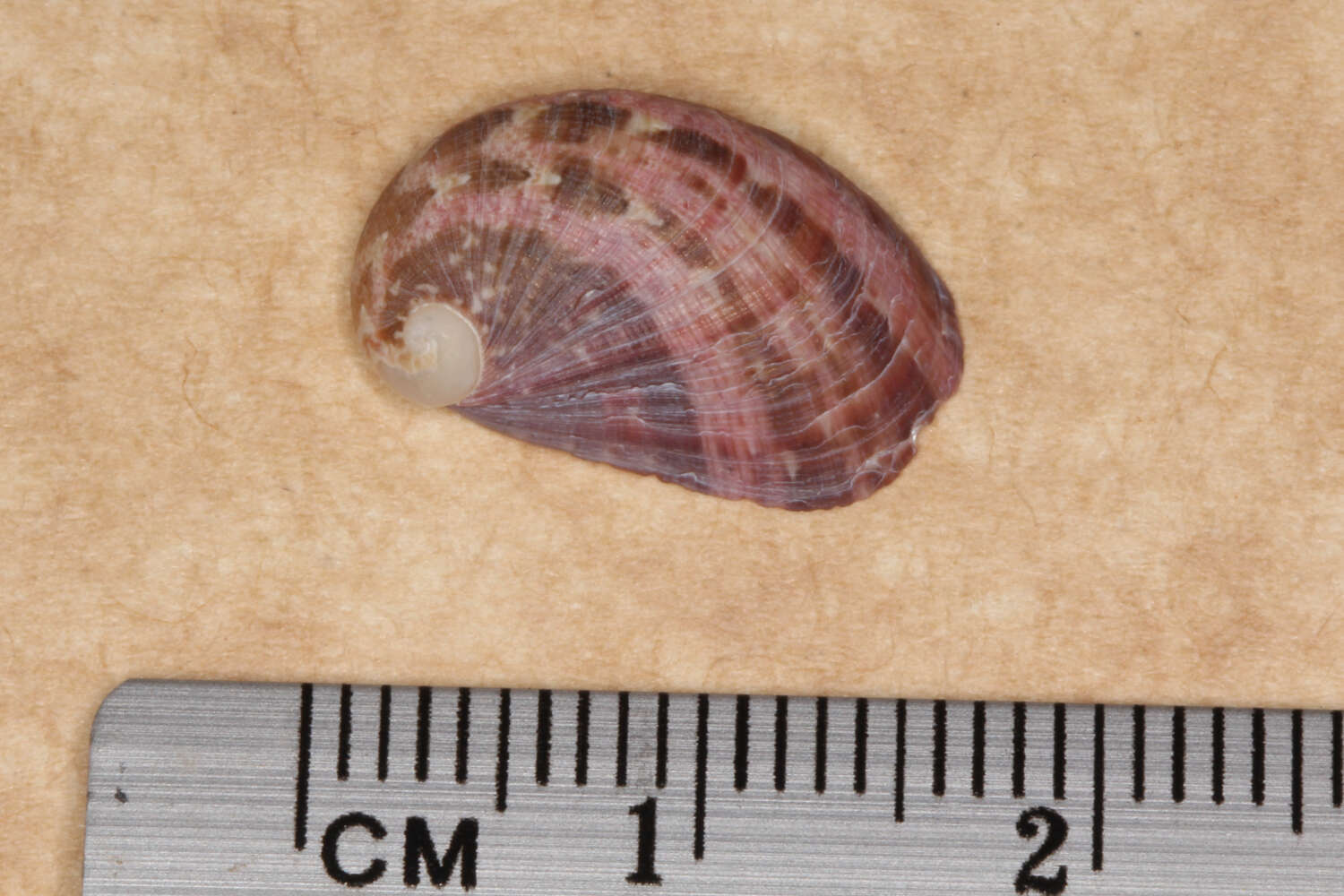 Image of Stomatella impertusa (Burrow 1815)