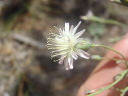 Image of Huachuca hawkweed