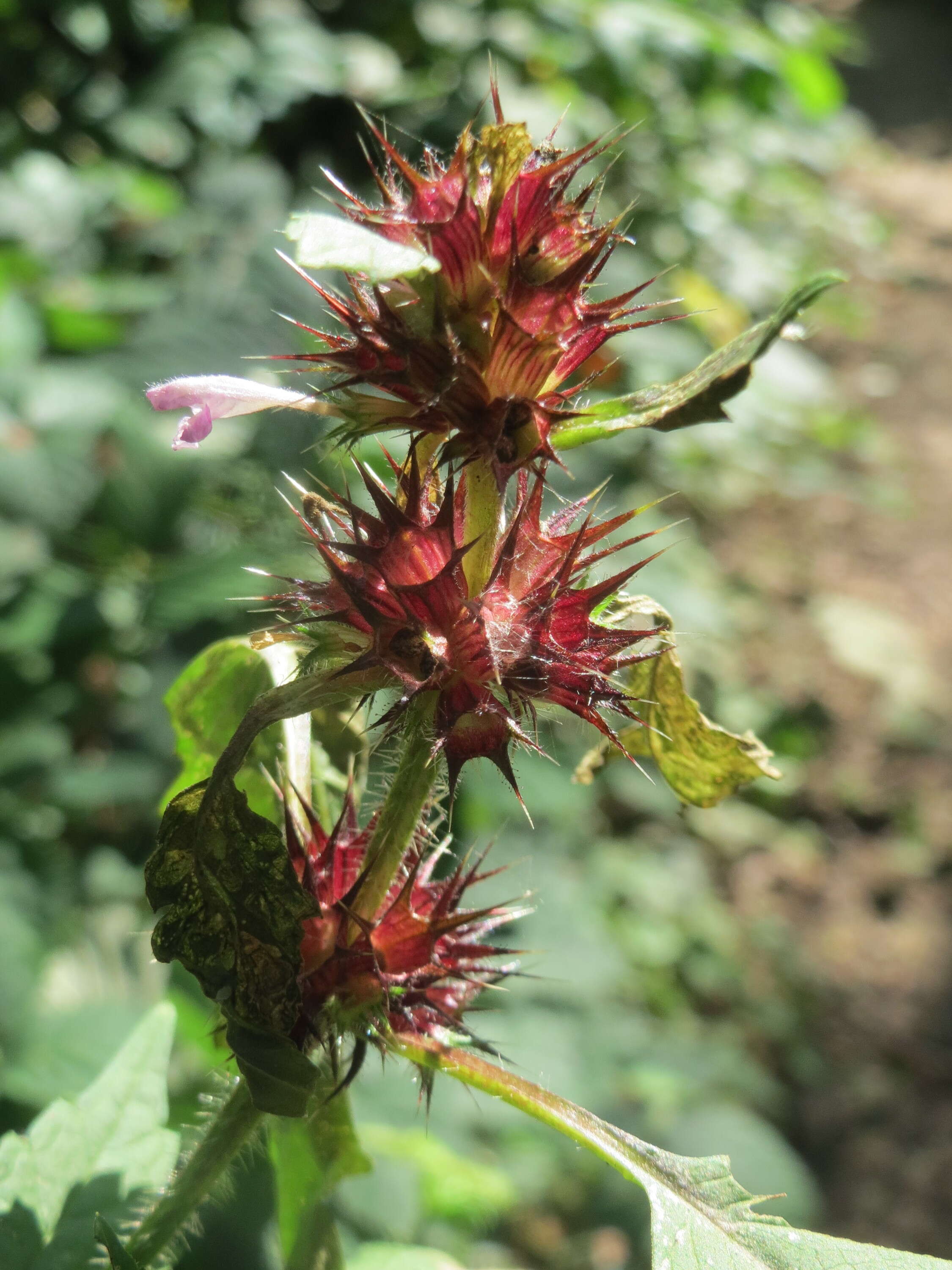 Image of Common hemp nettle