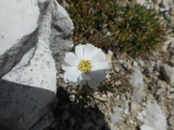 Слика од Achillea oxyloba (DC.) Sch. Bip.