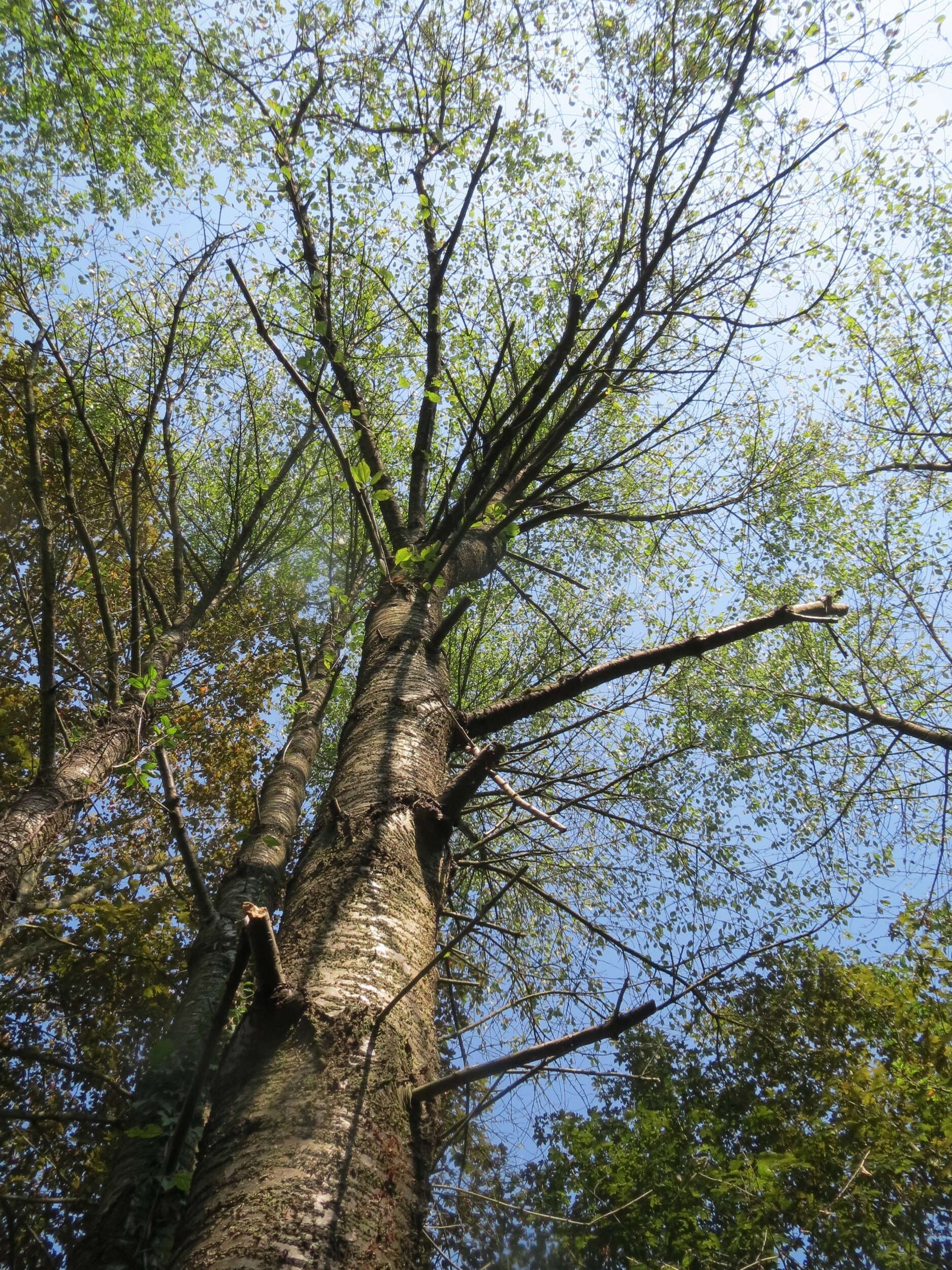 Image of gean, wild cherry