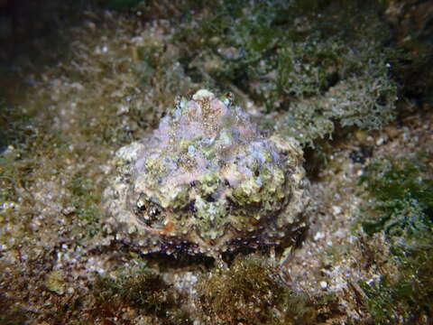 Image of rough box crab