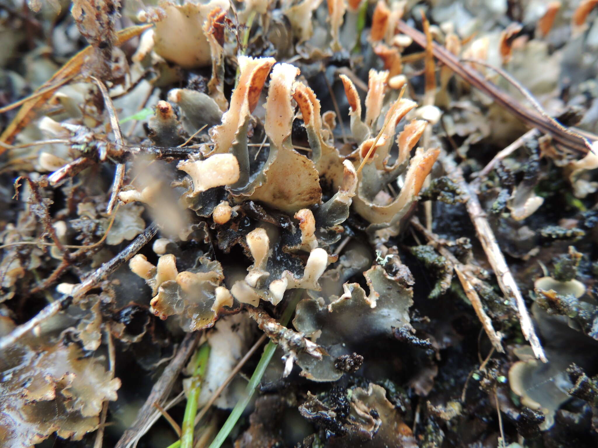 Image of Peltigera dolichorhiza (Nyl.) Nyl.