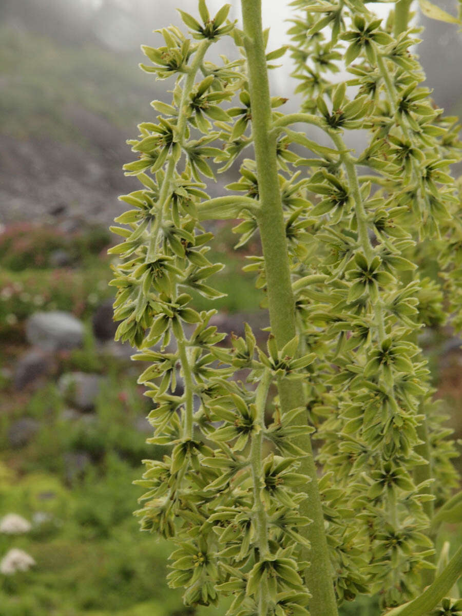 Слика од Veratrum viride Aiton