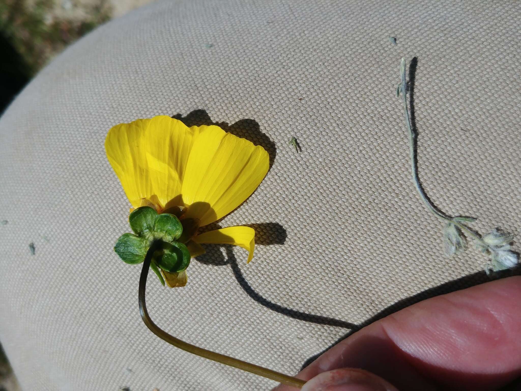 صورة Coreopsis calliopsidea (DC.) A. Gray