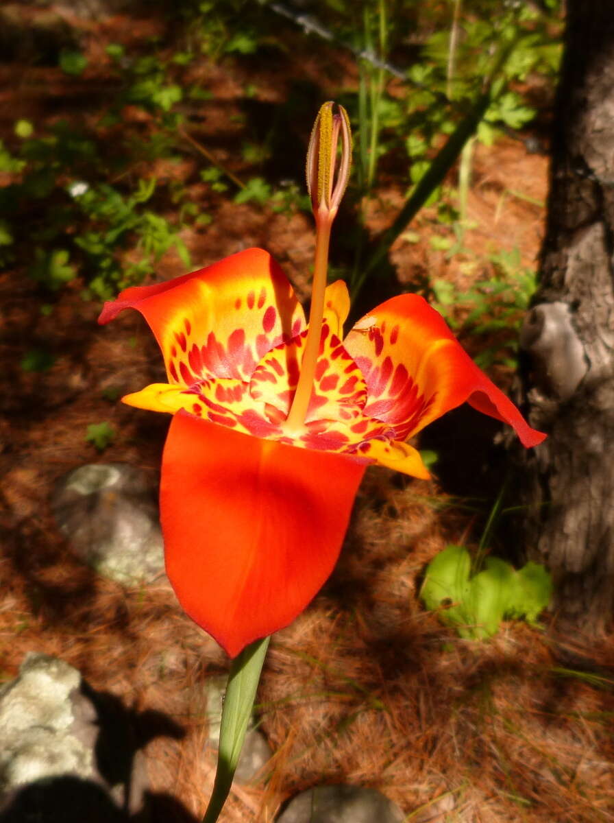 Слика од Tigridia pavonia (L. fil.) Redouté