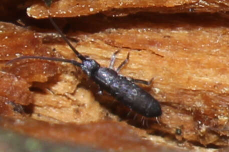 Image of Tomoceridae