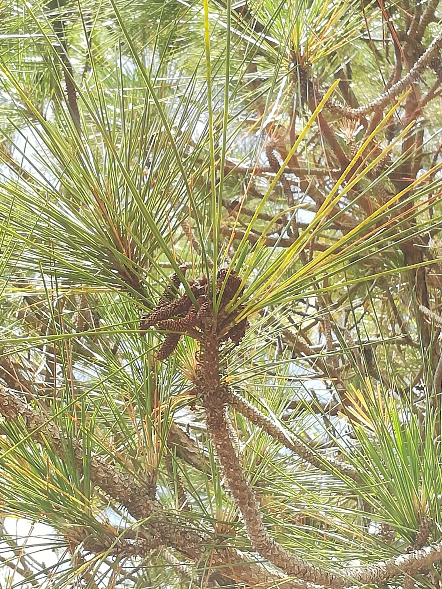 Image of Slash Pine