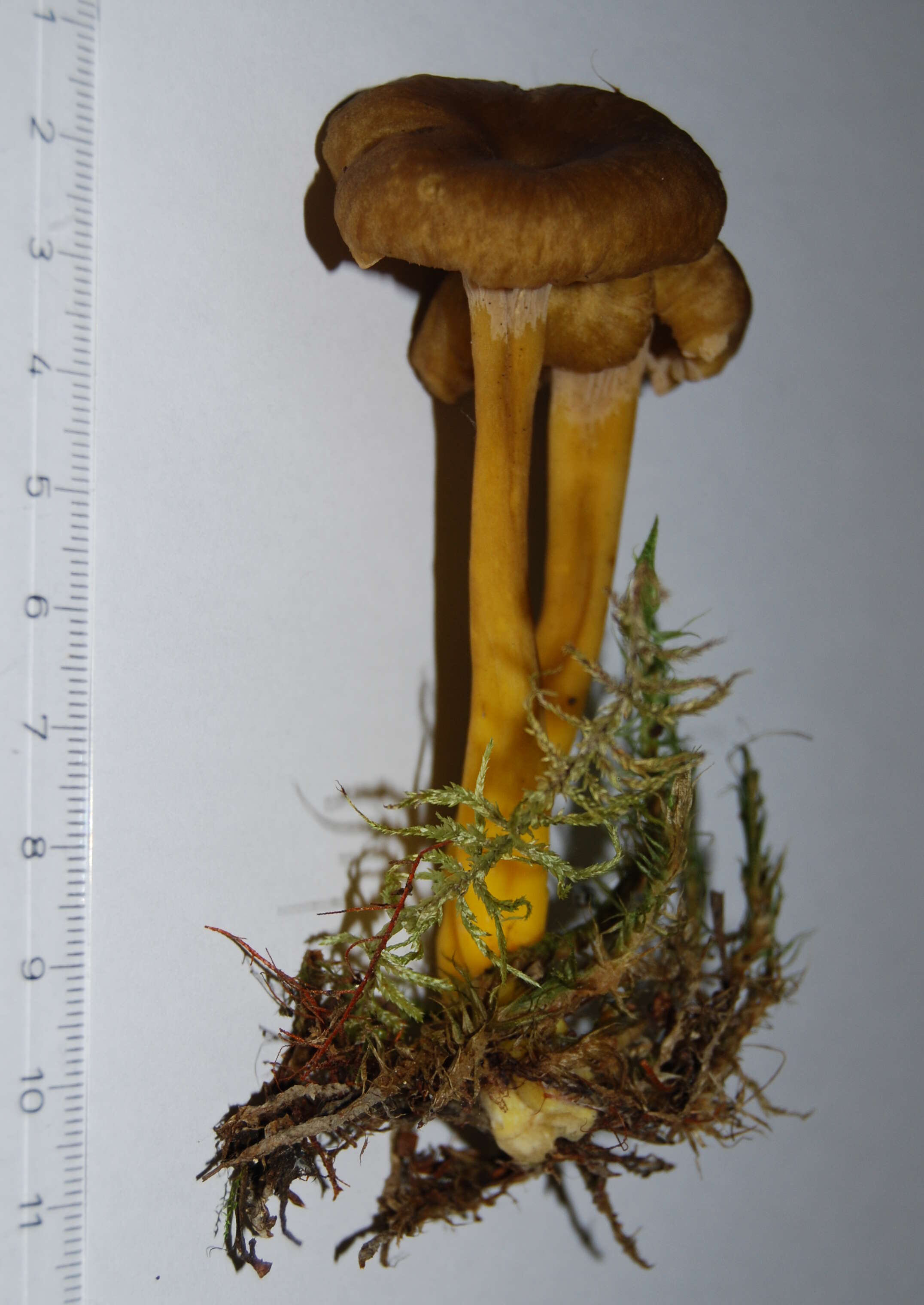 Image of Funnel Chanterelle