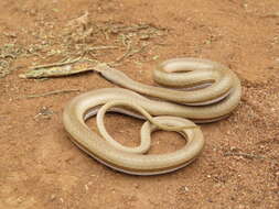 Image of Keller's Bark Snake