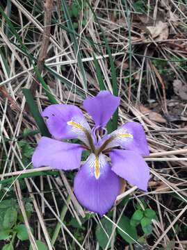 Image of Iris unguicularis subsp. unguicularis