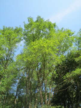 Image of black locust