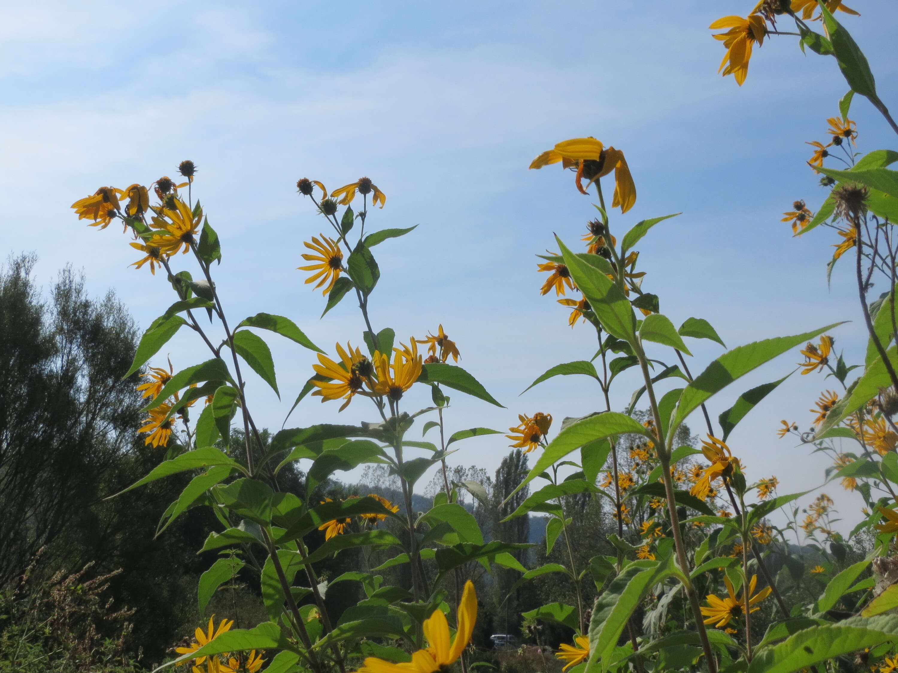 Image of Jerusalem artichoke