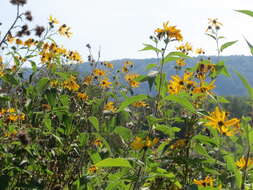 Image of Jerusalem artichoke