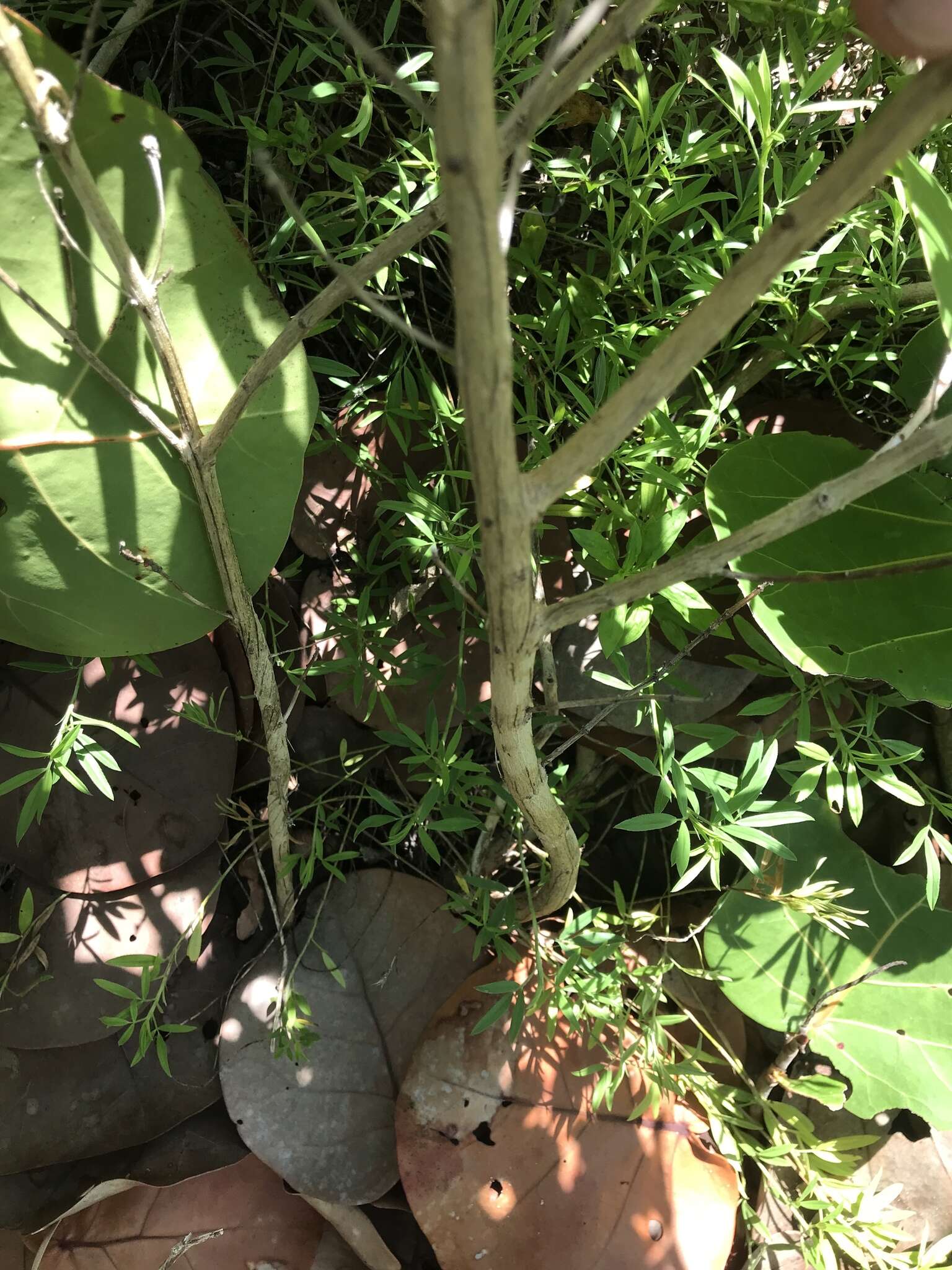 Image of Florida shrubverbena